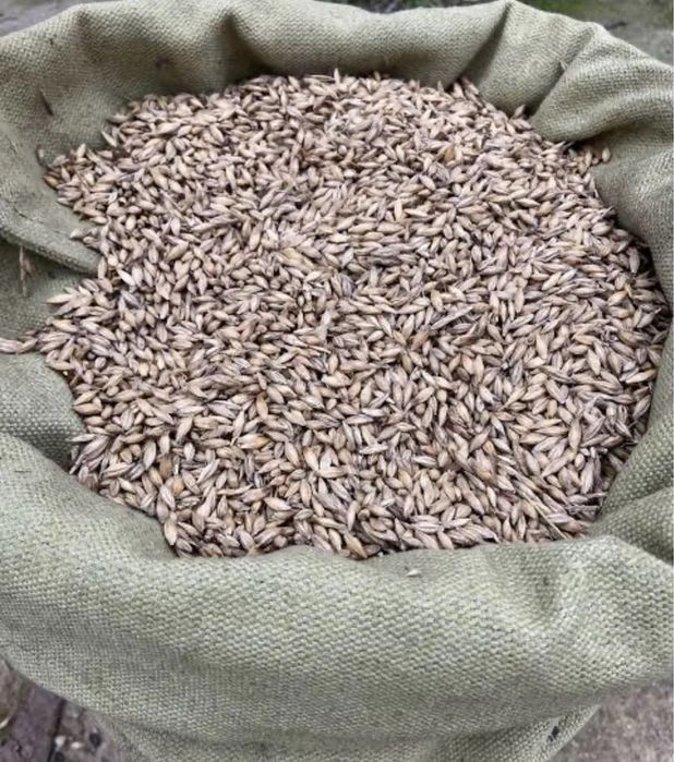 Продам ячмень мешками