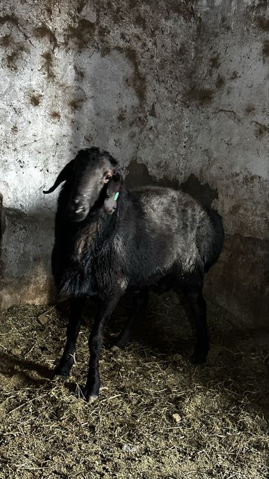 Кошкар породы гиссар