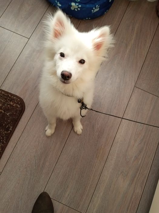 Câine pomerian sptiz japonez