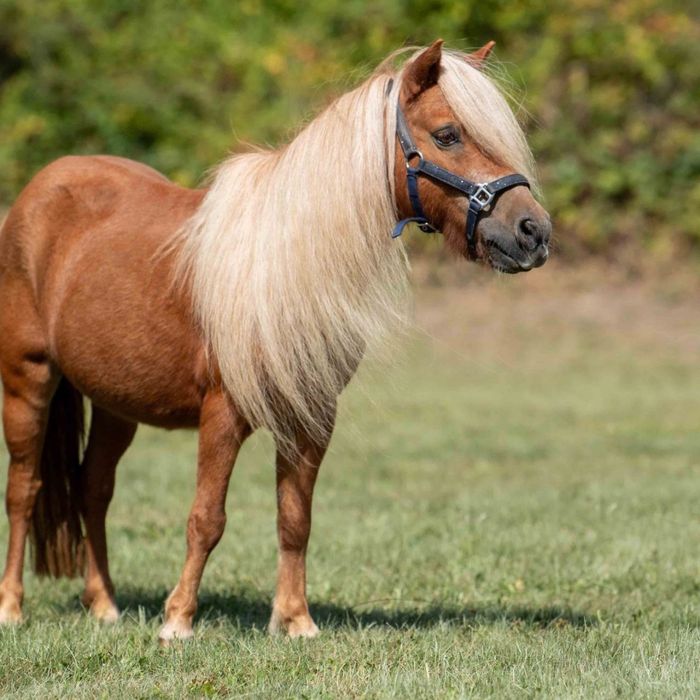 Poni sotiladi, sog‘lom va chiroyli