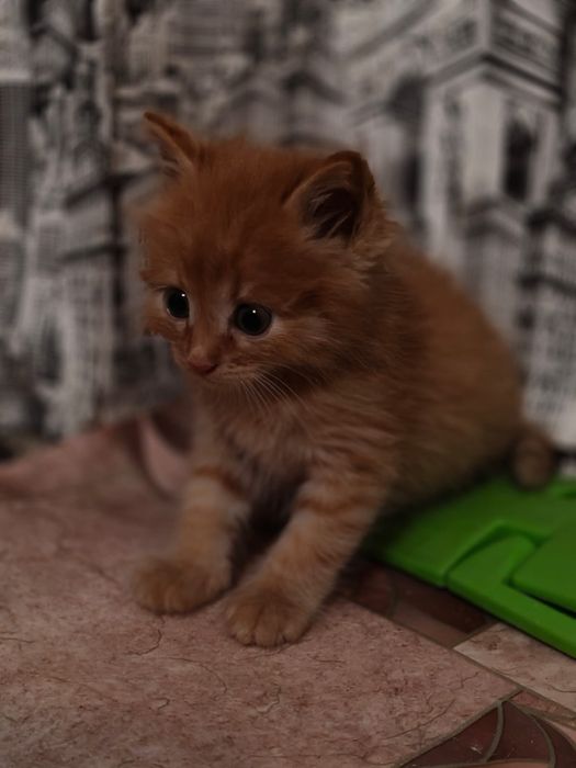Котенок отдам в добрые руки