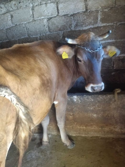 Vând vaca Bruno de Maramures