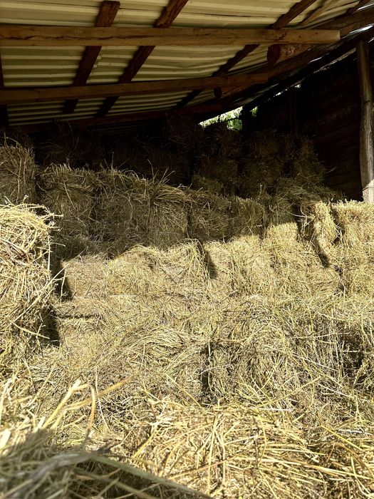 Baloți LUCERNĂ coasa 1