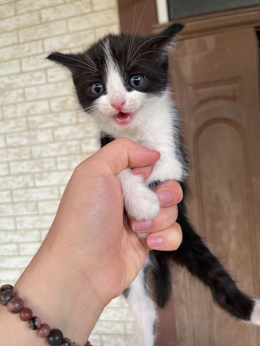 Отдам Хороший руки котята