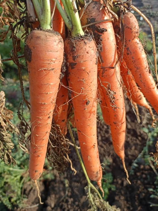 Vând Pătrunjel morcov păstârnac ceapa