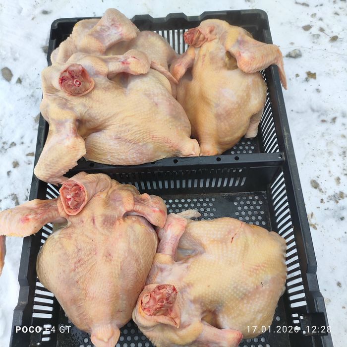 Бройлер мясо птицы тушки құс