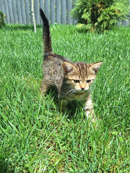 Котята в хорошие руки