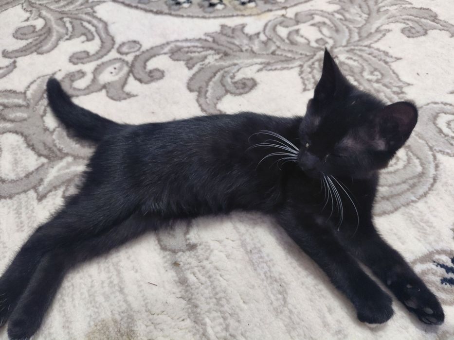 мы дарим красивых котят