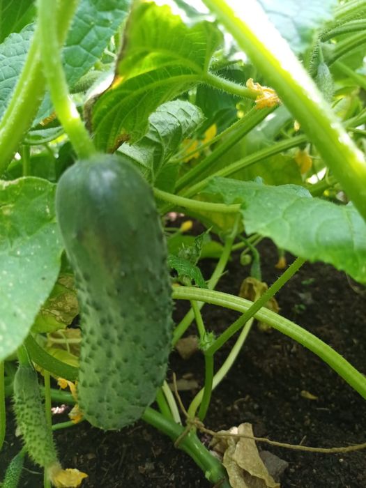 Продам домашние огурцы