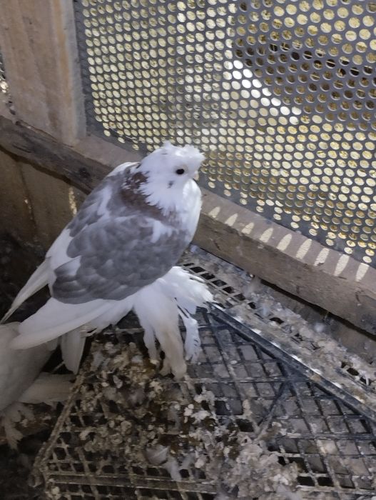 Голуби домашние.