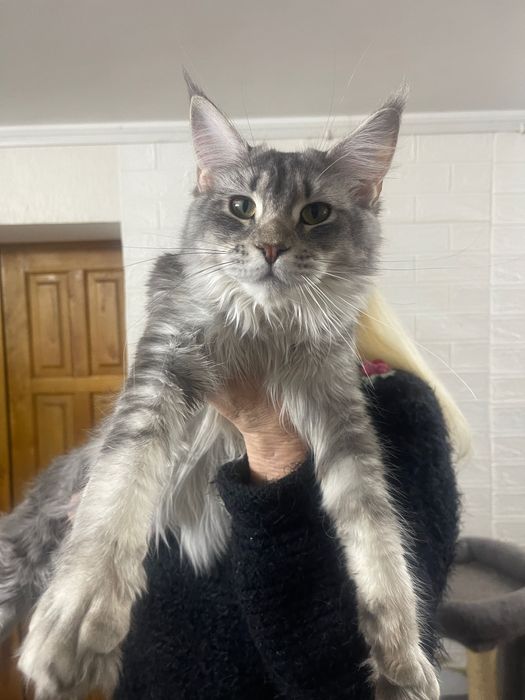 Maine Coon cu părinții campion.