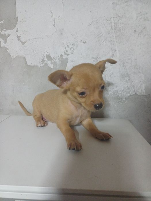 Продам щенков той терьера.