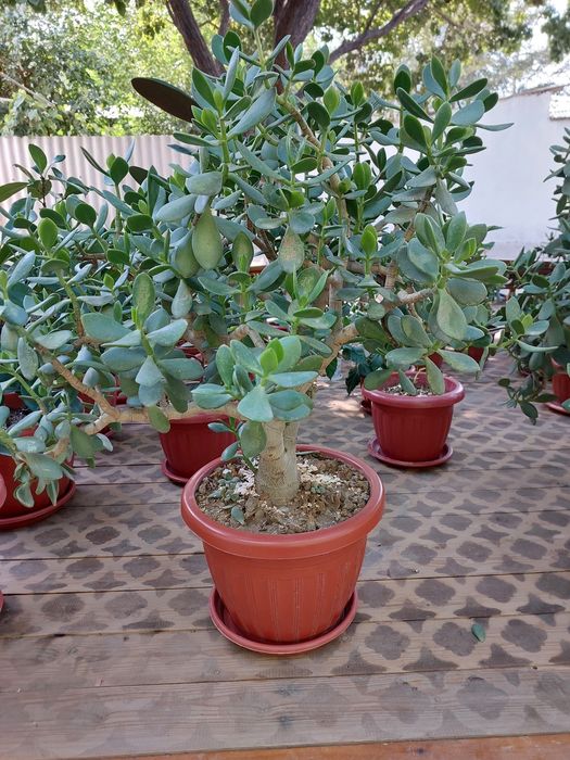 Uy gullari xona VA ofis uchun 8 yillik gullar