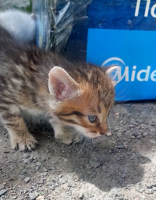 Котята  в добрые руки!