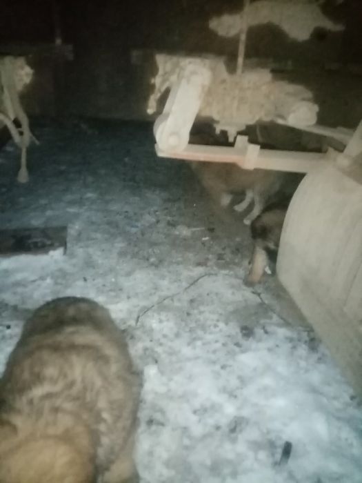 Отдам щенят бесплатно