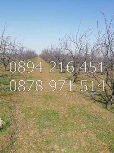 КОДг 17149. Овощна градина  8200м2, засята със сини сливи сорт Стенлей