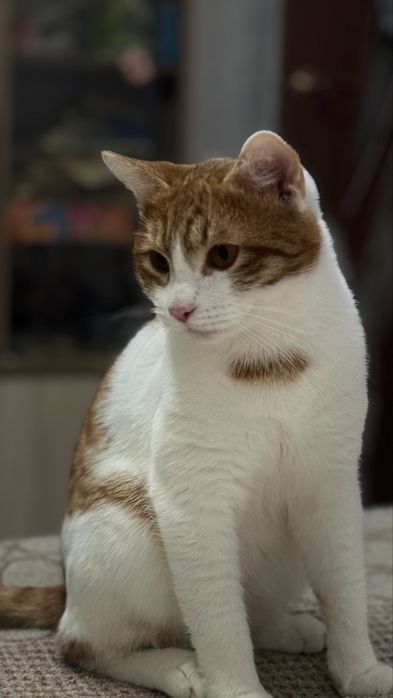 Отдам красавчика