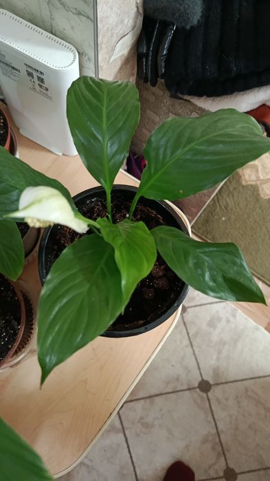 Продам комнатные растения