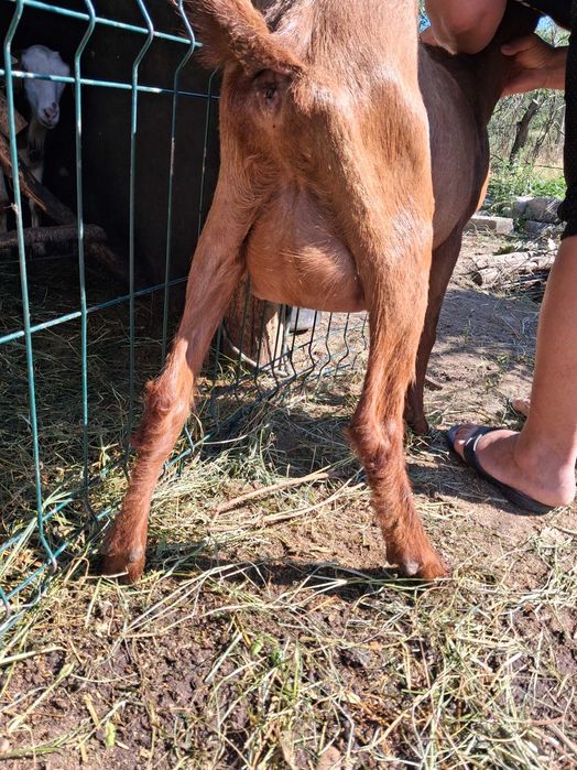 Capre bune de lapte