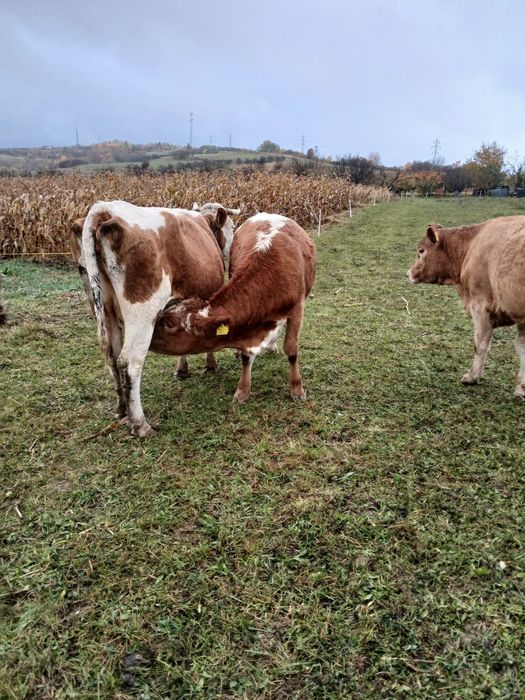 Vand vaca -la alegere