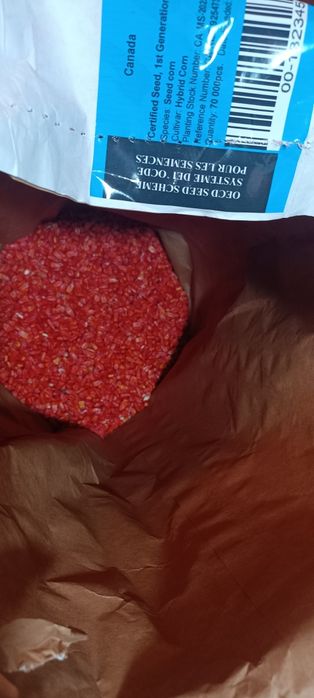 Семена кукурузы жугери урыгы