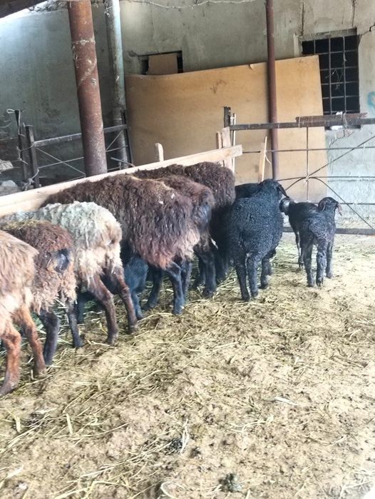 Козылы койлар сатылады