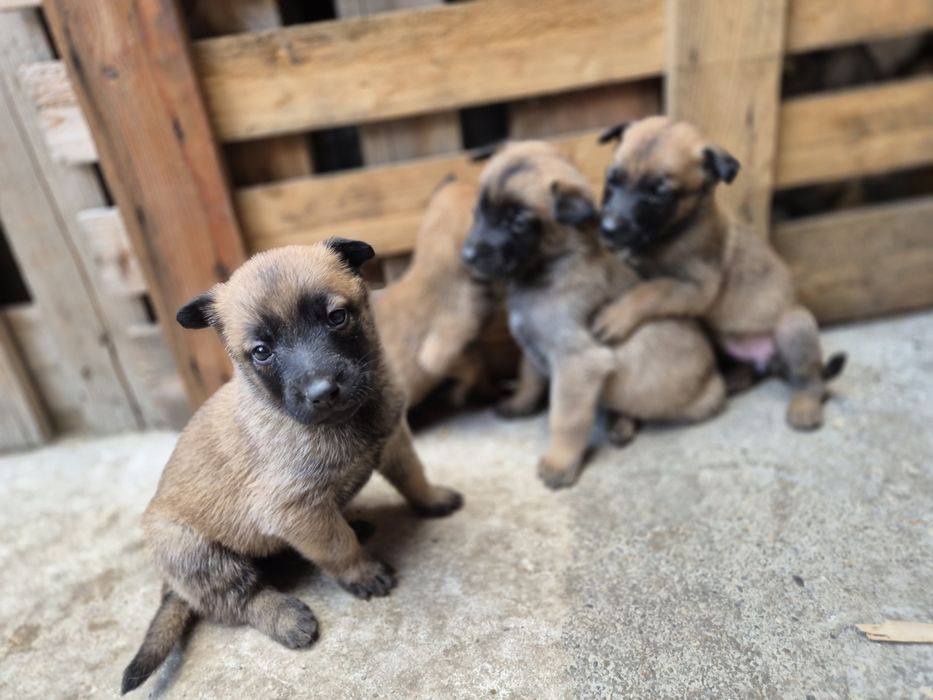 Белгийска овчарка Малиона