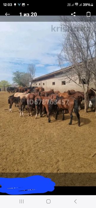 Соғымға семіз жылқылар сатылады