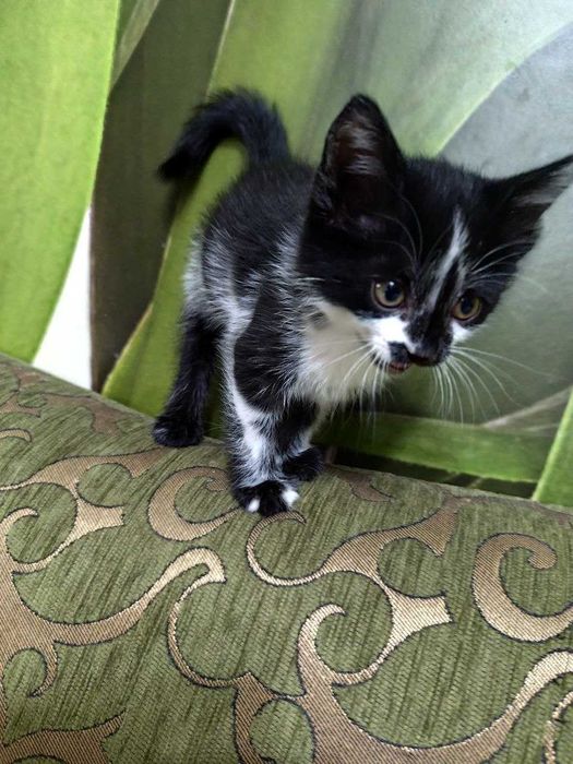 Пристраивается замечательный котёнок