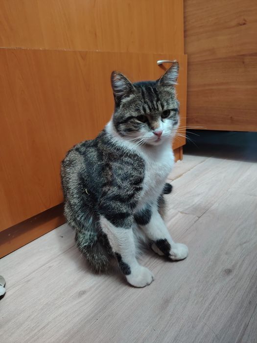 Отдам кота в добрые руки