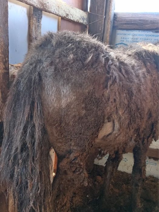 Тай Құнан сатылады