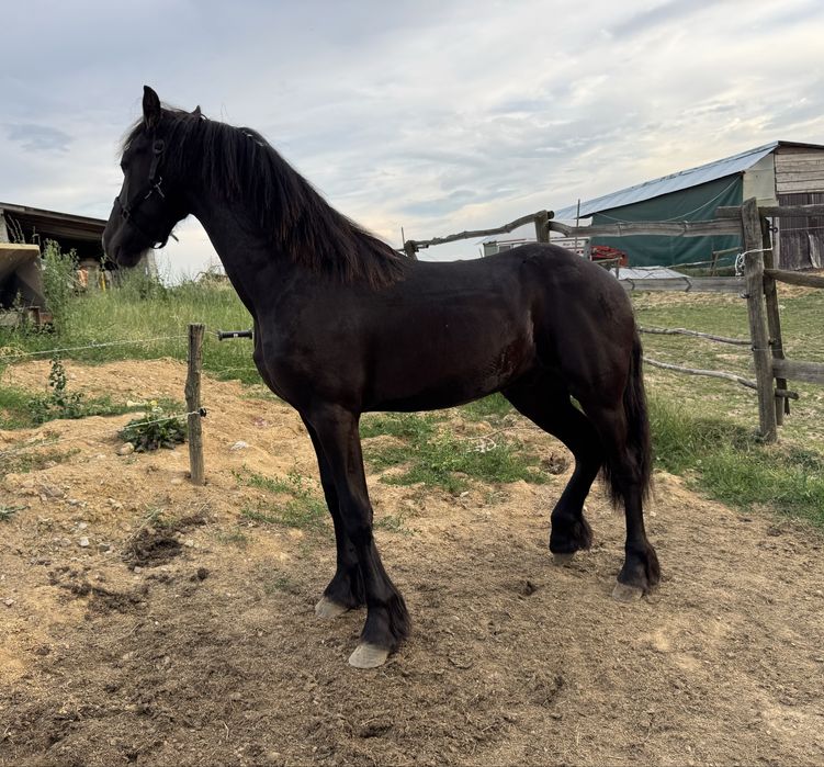 Manz Friesian / Frizian