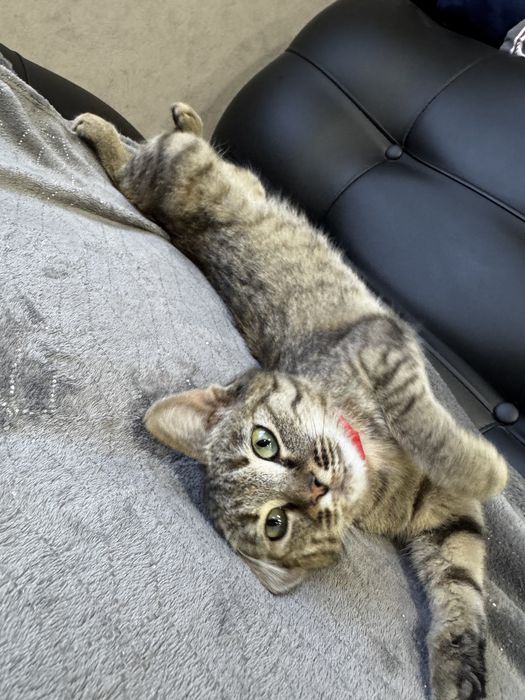 Отдам кошечку в хорошие руки