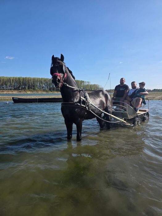 Vand armasar talie mare friz cu trapas