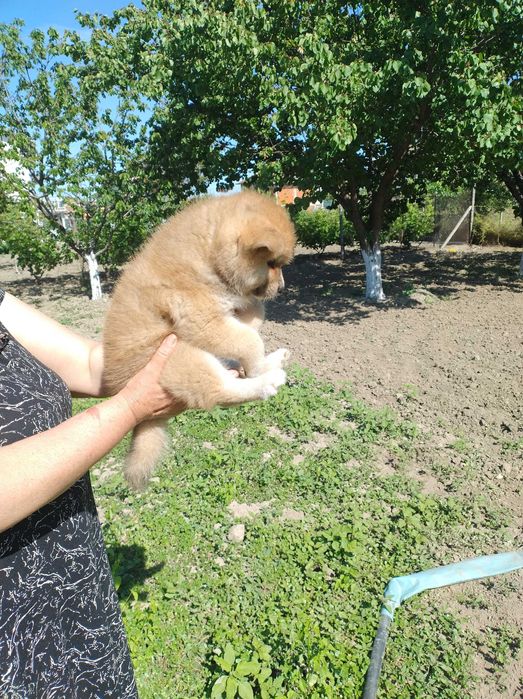 Продавам кученца акита ину