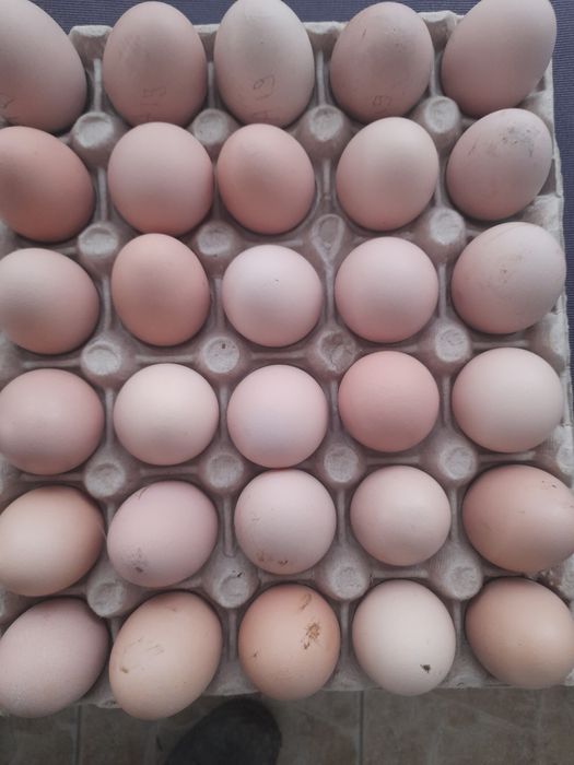 Ouă pentru incubator