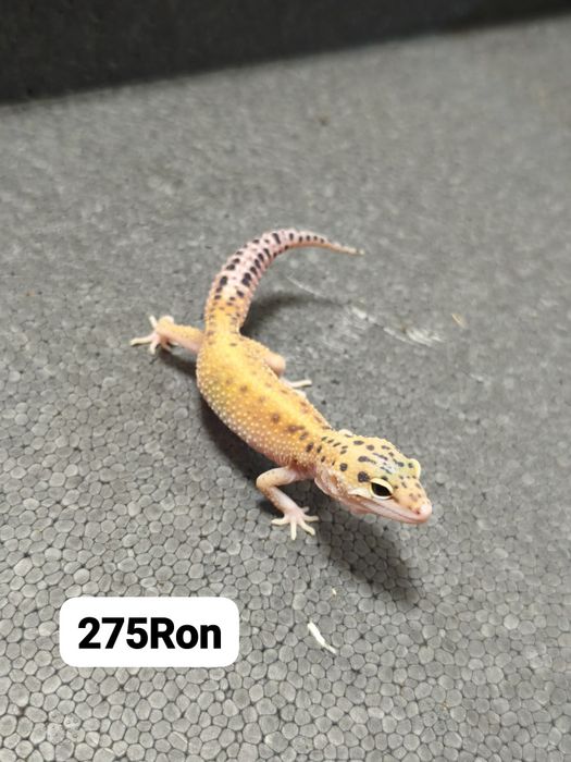 Soparla Gecko Leopard