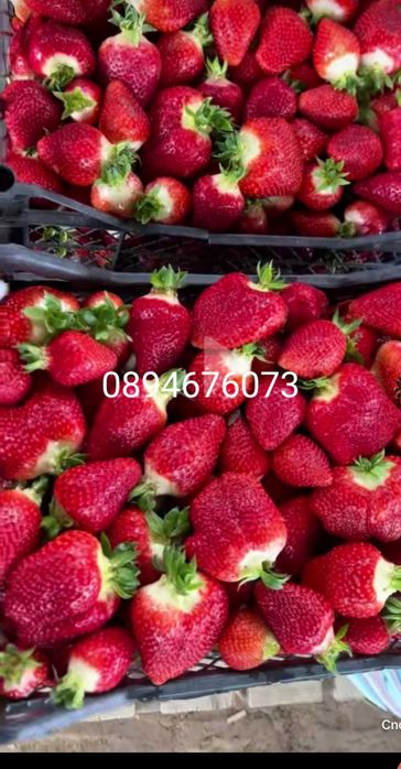 Продавам разсат ягоди