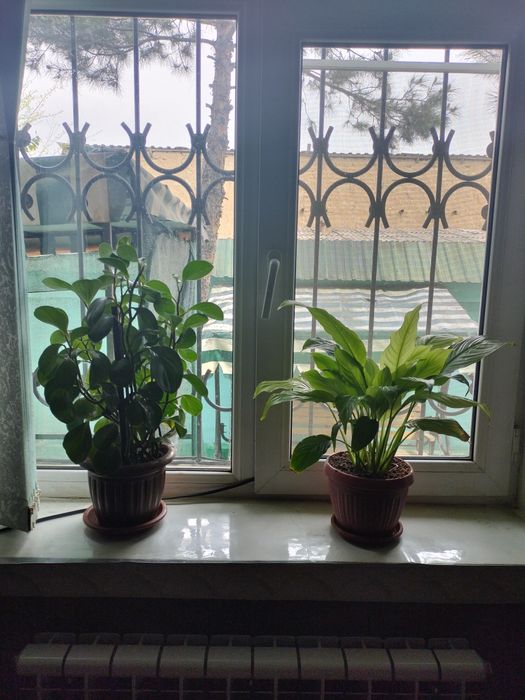 Цветы комнатные цены по запросу