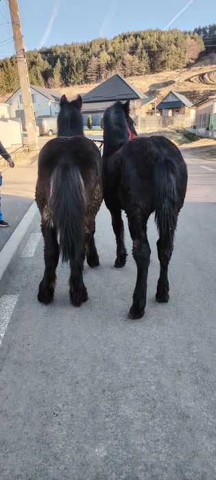 se vând pereche de manzi