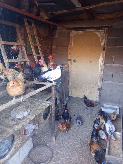 Продам карликовых курей