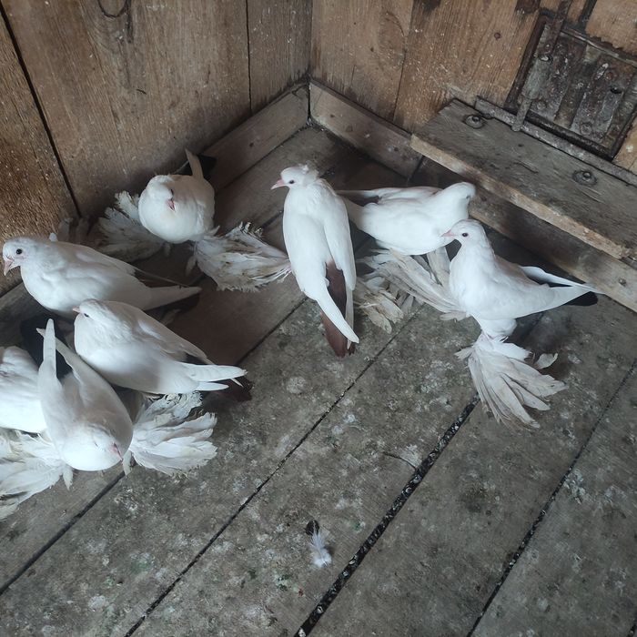 Голуби северокавказские ДЁШЕВО