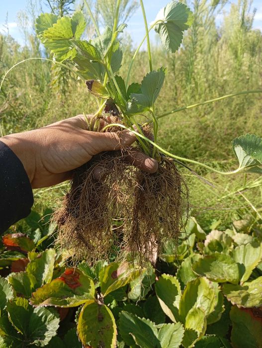 Продавам разсад ягоди сорт Алба