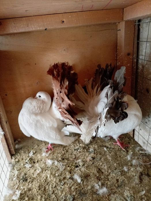 Павлины голуби взрослые