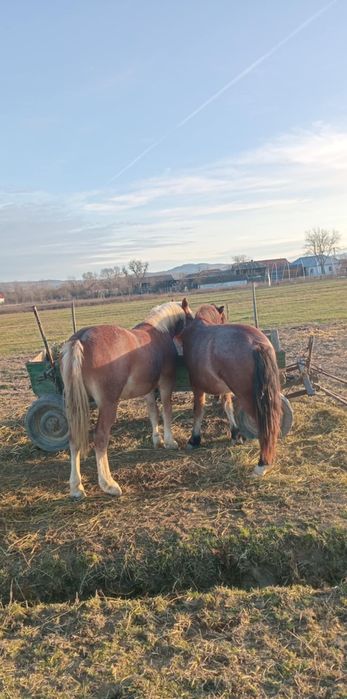 Vând 2 manzi tineri