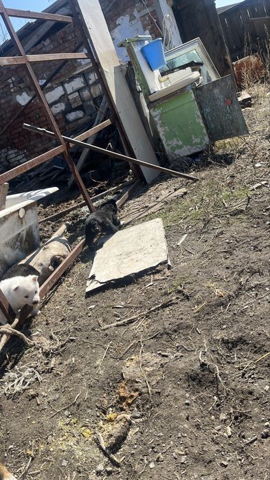 Шенок от лайкий продам