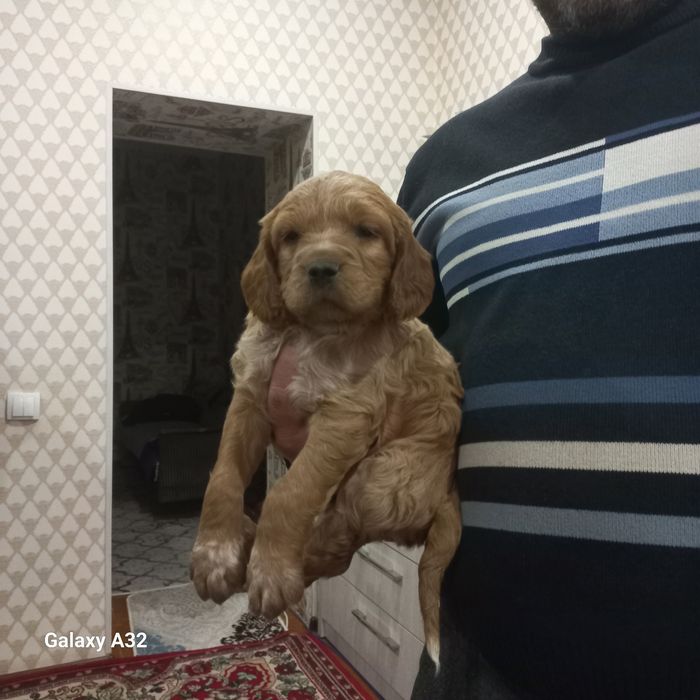 спаниеьл  овчи кучук сотилади эркаг