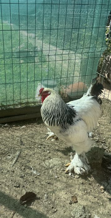 Vand cocoși brahma Herminat
