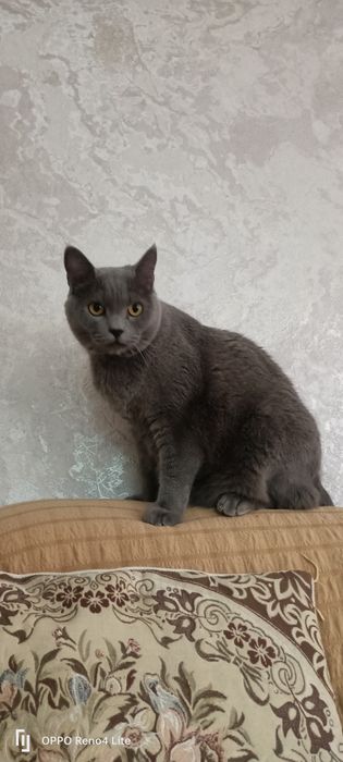 Шотландский кот, отдам бесплатно.
