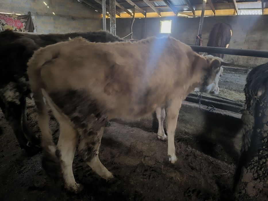 3 жасар дөнежін сиыр сатылады, еті таза, семіз, жас, мясо, корова, ет